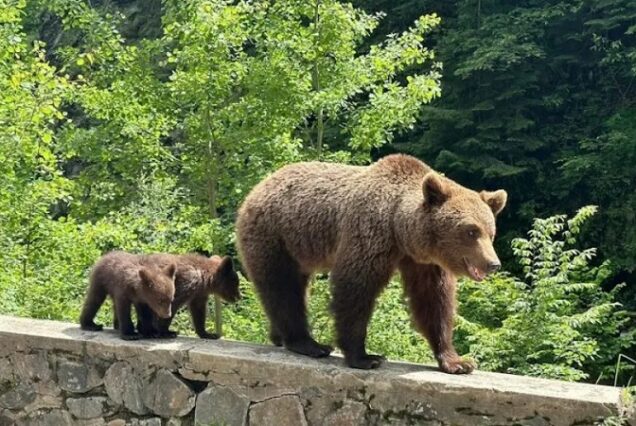Excursión de 1 día por la famosa carretera Top Gear Transfagarasan - Grupo reducido de 8 personas